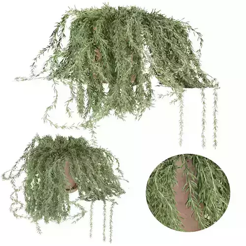 plant 005 Senecio radicans 3D model