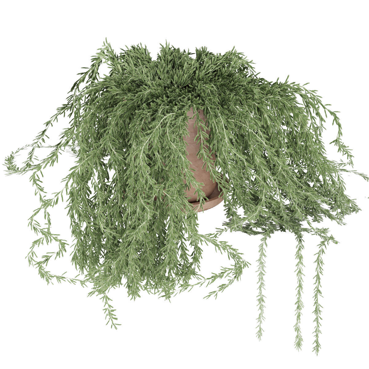 plant 005 Senecio radicans 3D model_2