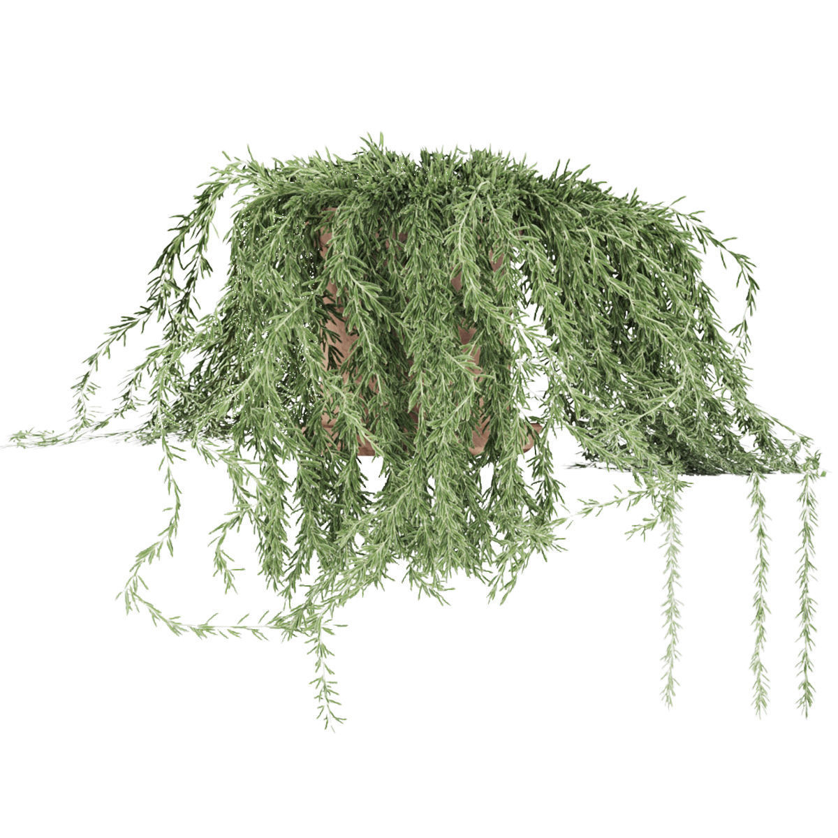 plant 005 Senecio radicans 3D model_1