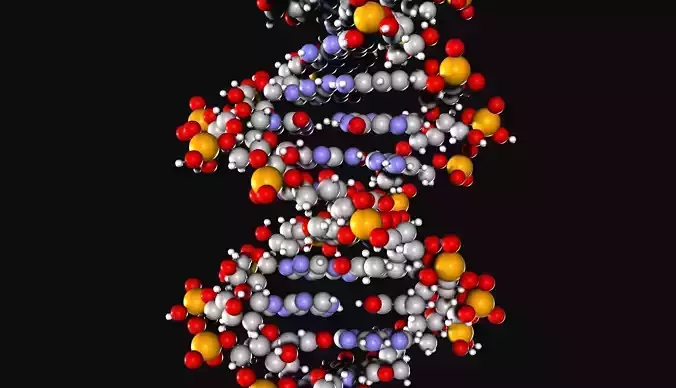 Real DNA Sequence 3D model