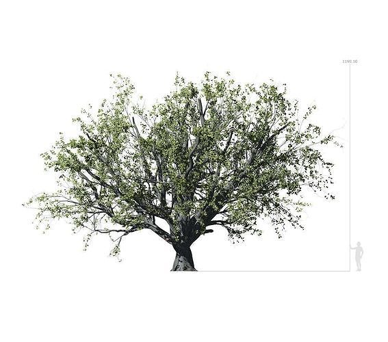 Beech Tree 001 - Fagus grandifolia 3D model
