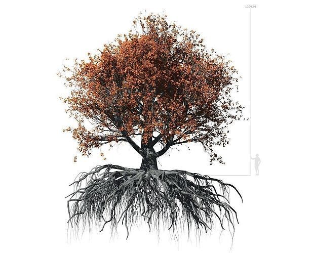Beech Tree 002 - Fagus grandifolia 3D model