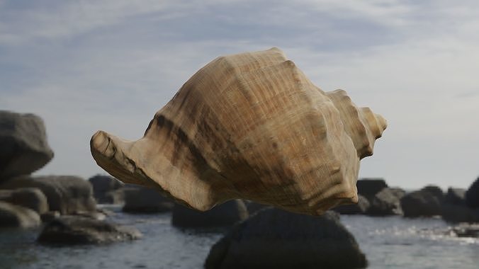 https://img-new.cgtrader.com/items/2694506/f420d46e36/3d-scan-seashell-3d-model-obj-fbx.jpg