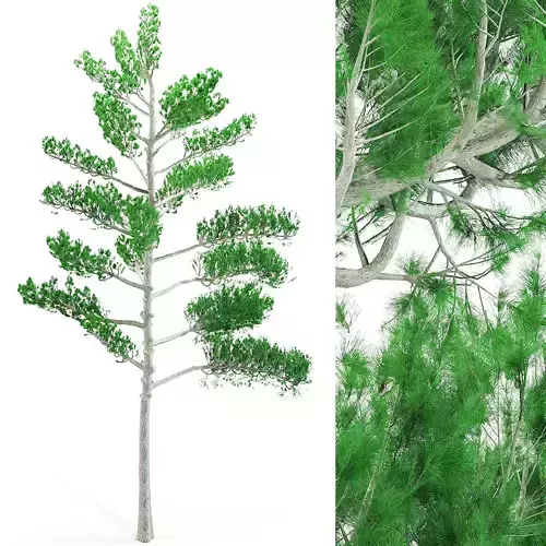 Pine tree