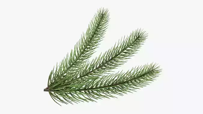 Fir tree branch 03 3D model