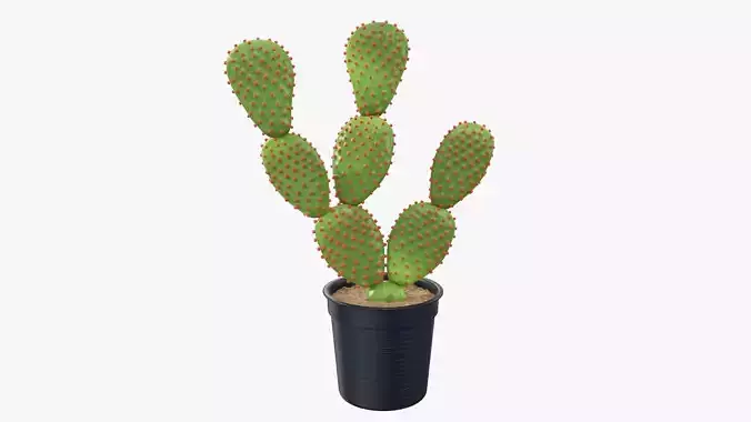 Cactus in a black plastic pot