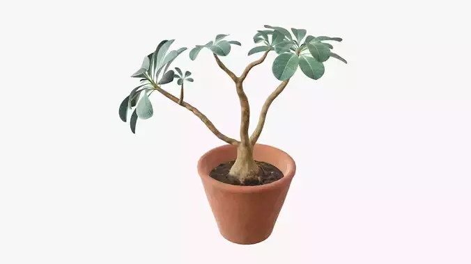 Desert rose or ping bignonia with flowerpot