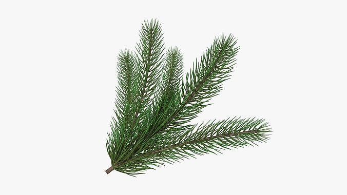 Fir tree branch 02 3D model