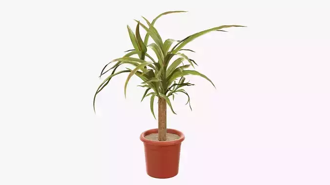 Plant 01