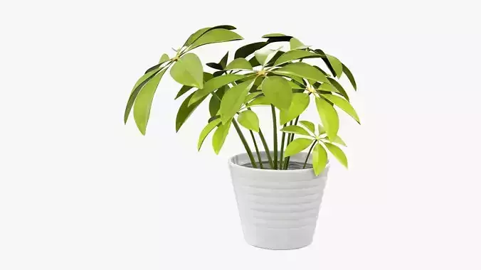 Schefflera plant in pot