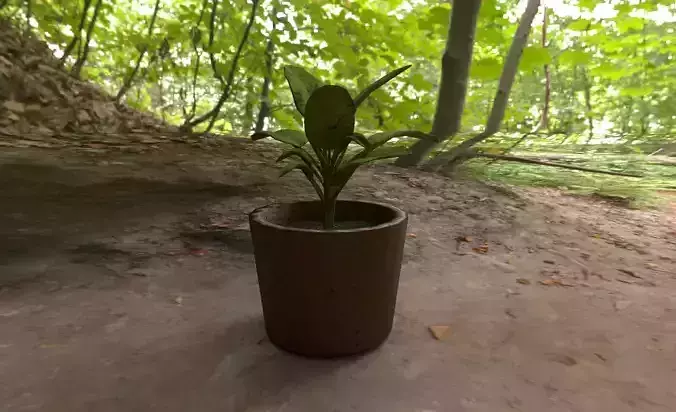 Plant Pot