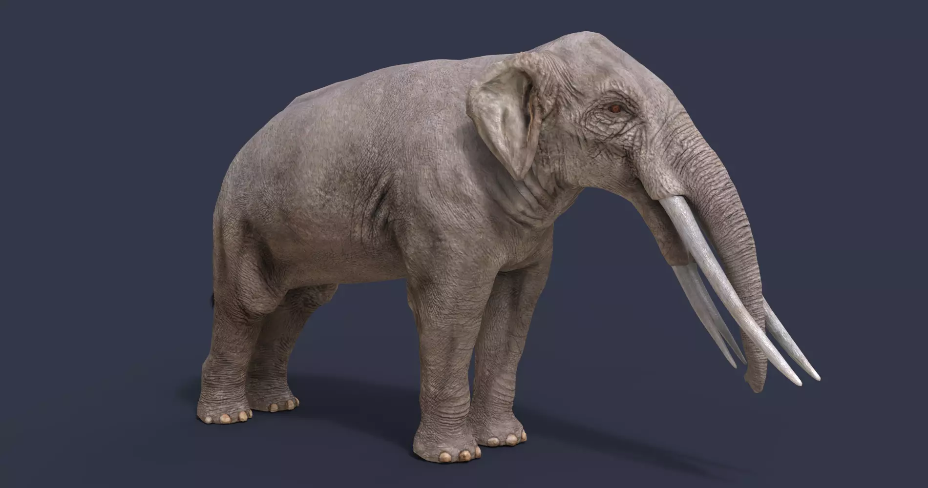 Stegotetrabelodon syrticus Low-poly 3D model