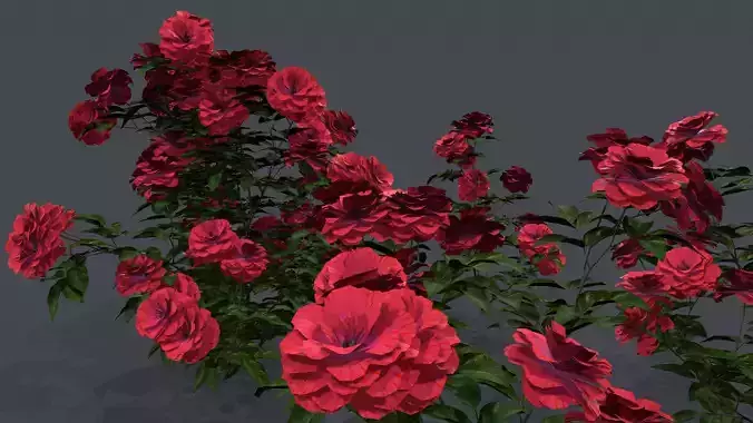 Red Rose Plant