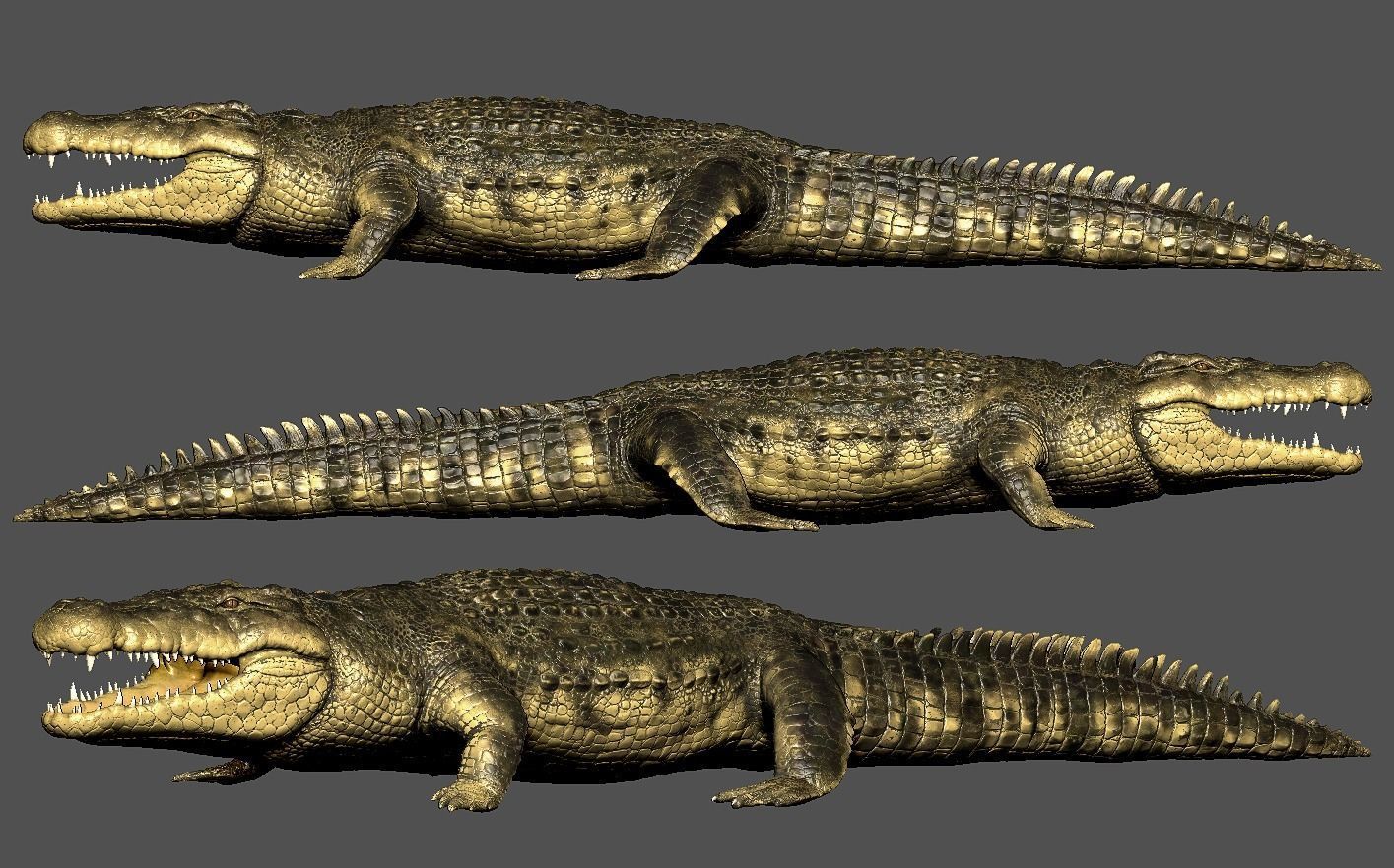 Crocodile alligator 3D model_14