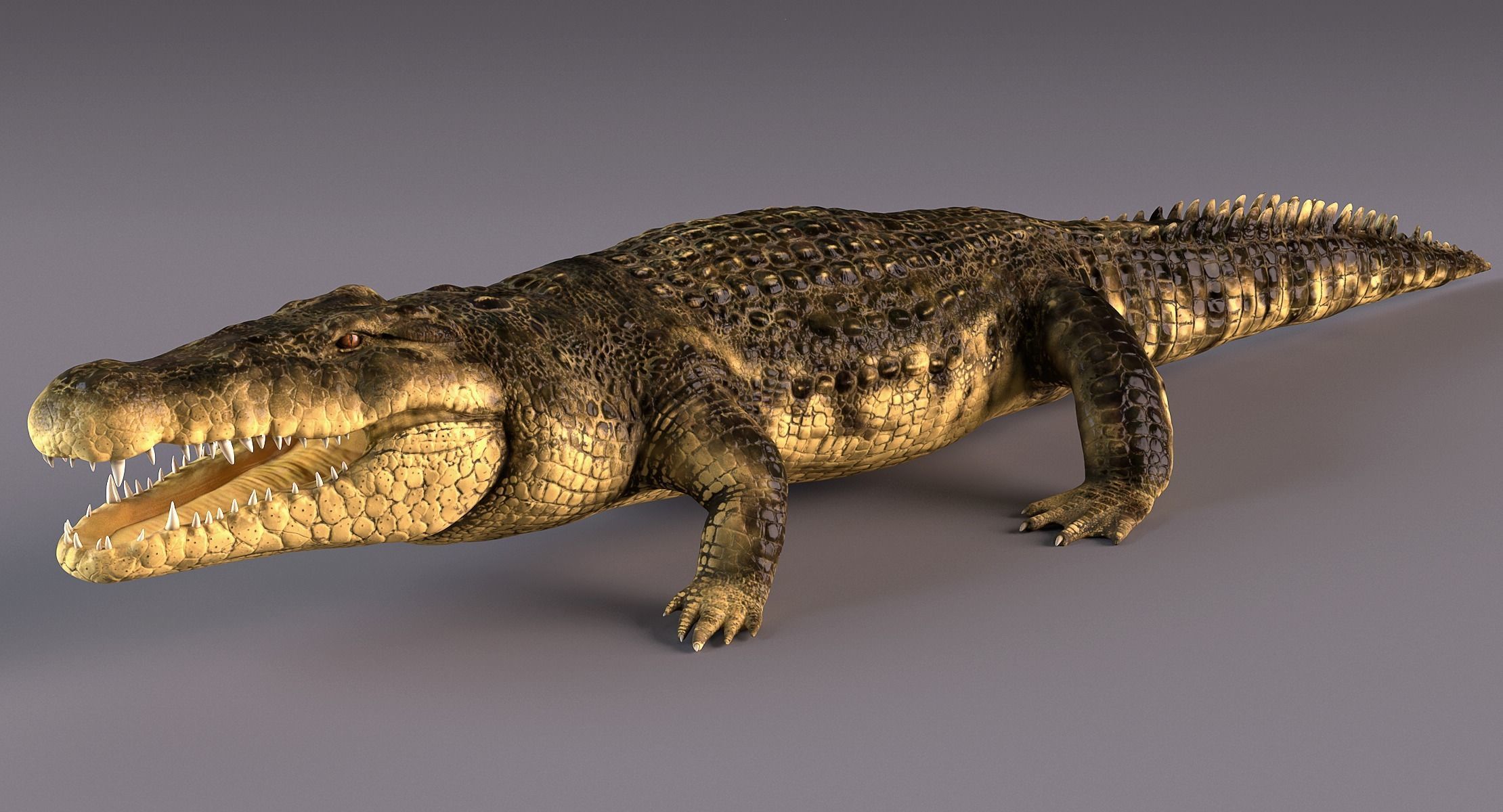 Crocodile alligator 3D model_11