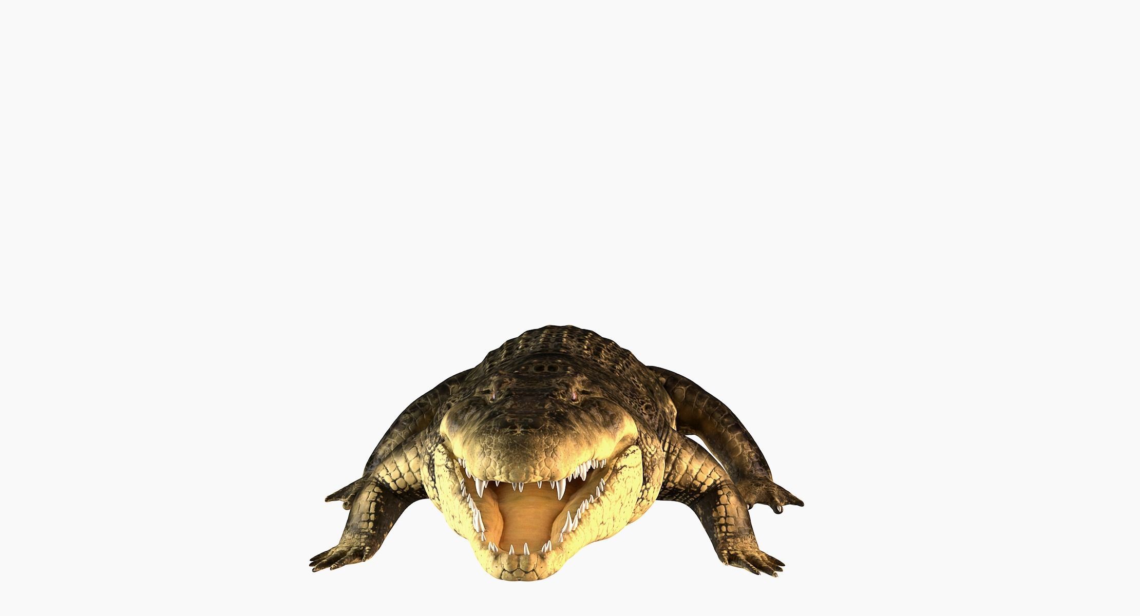 Crocodile alligator 3D model_3