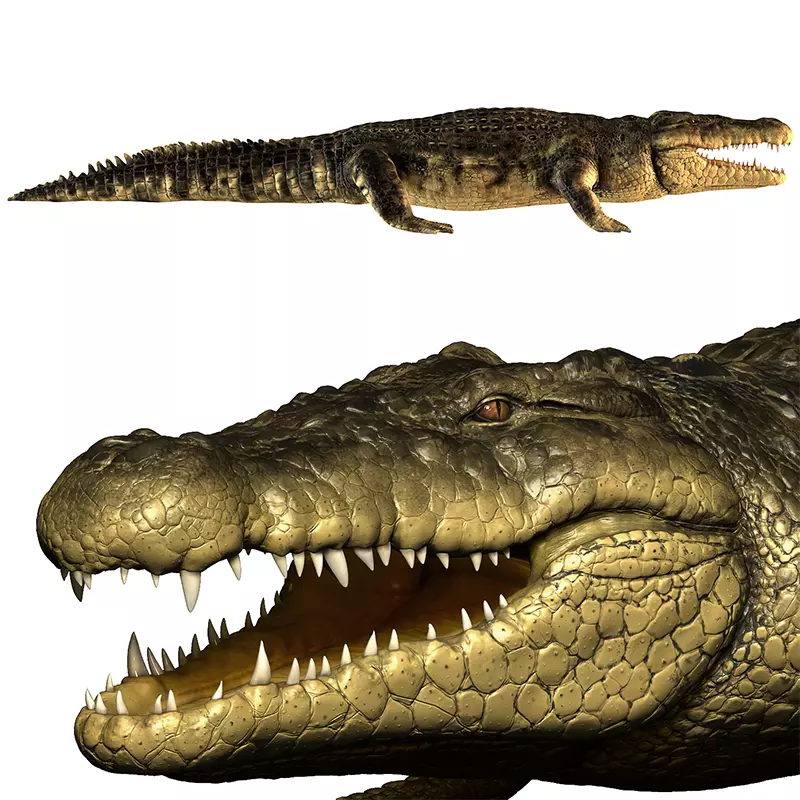 Crocodile alligator 3D model_0