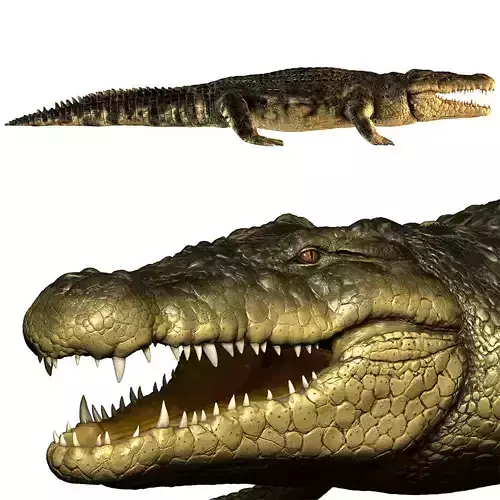 Crocodile alligator 3D model