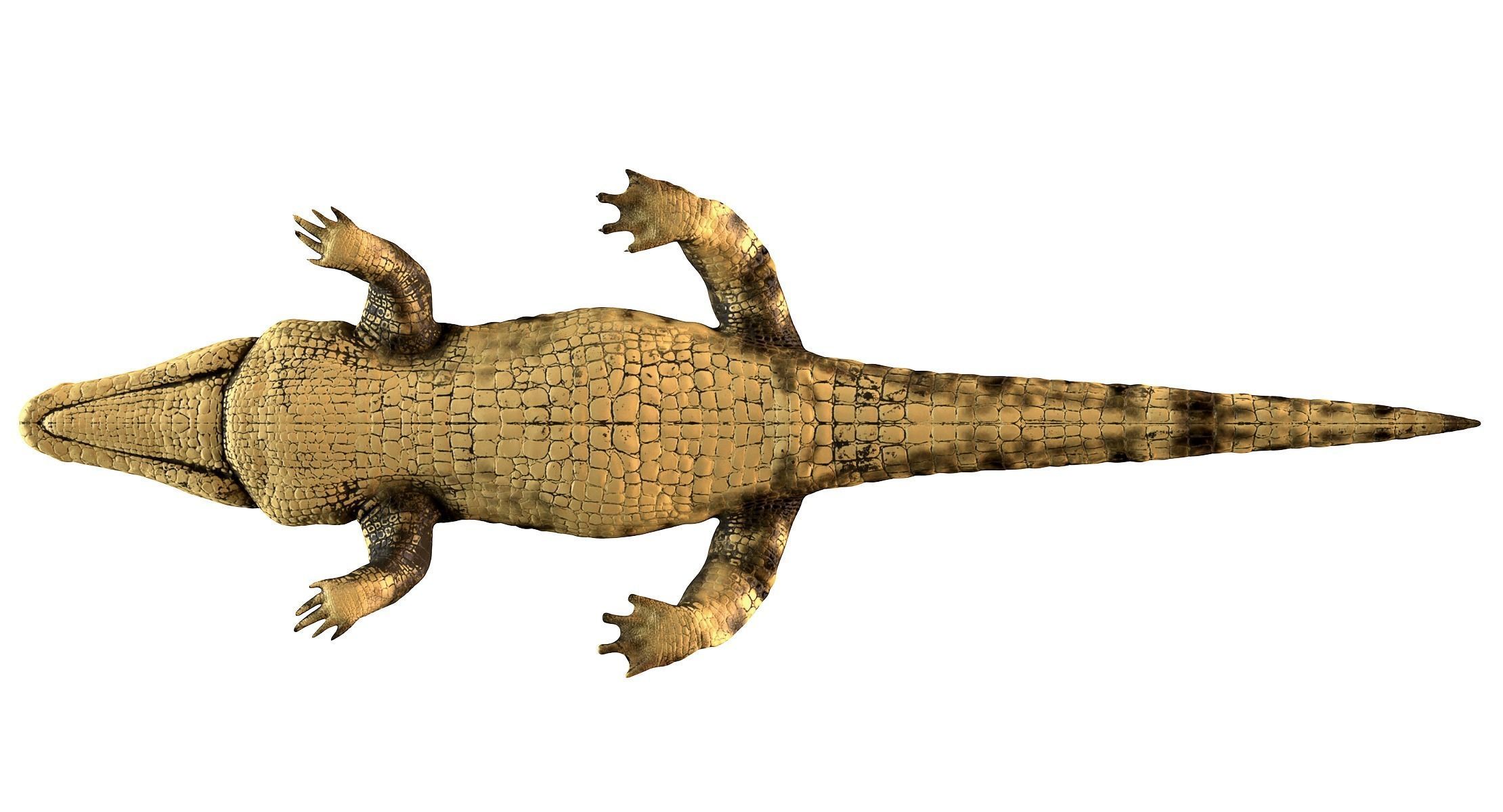 Crocodile alligator 3D model_10