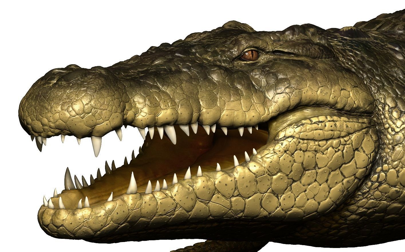 Crocodile alligator 3D model_25