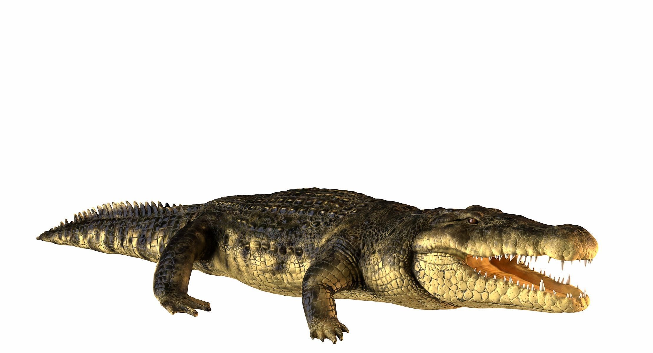 Crocodile alligator 3D model_4