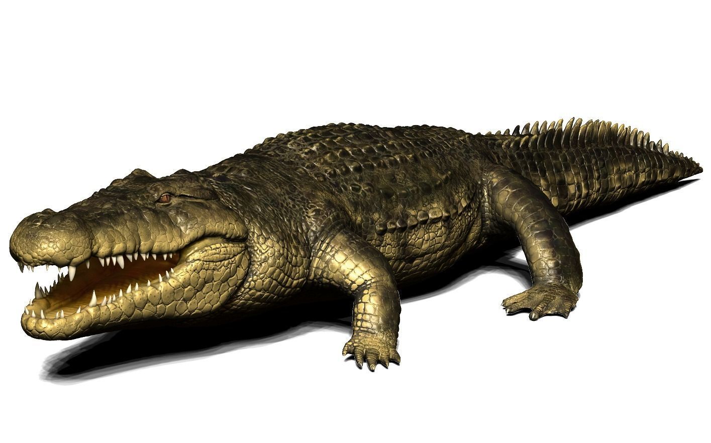 Crocodile alligator 3D model_26