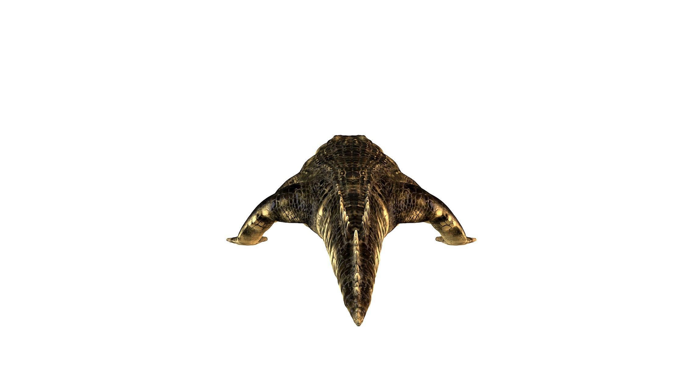 Crocodile alligator 3D model_7