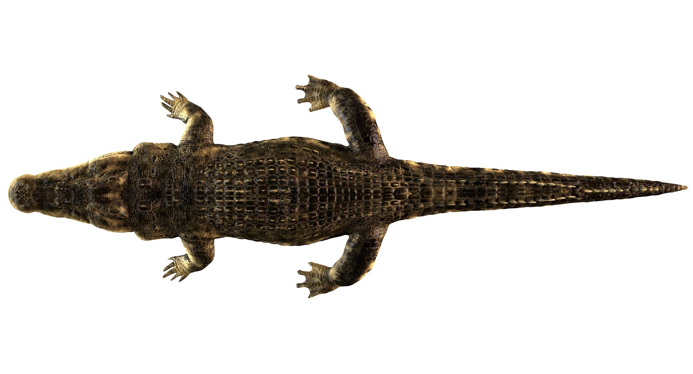 Crocodile alligator 3D model_9