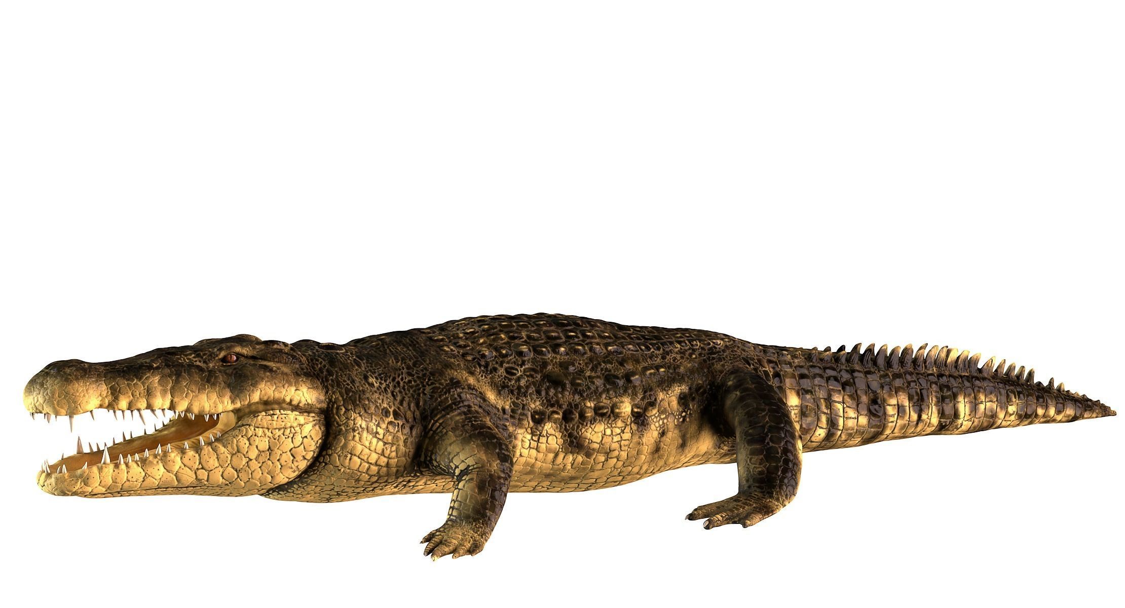 Crocodile alligator 3D model_2