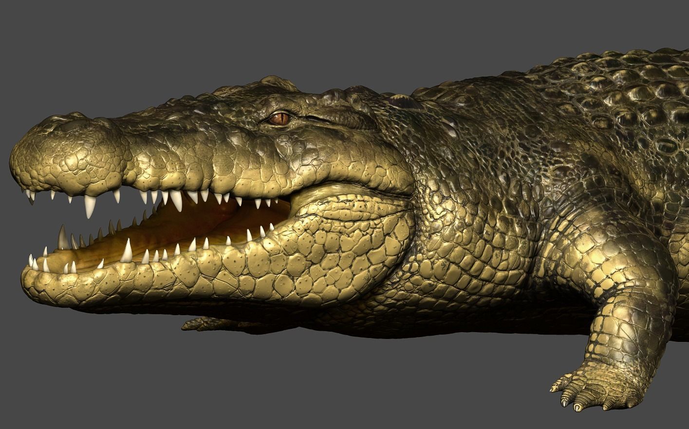 Crocodile alligator 3D model_15