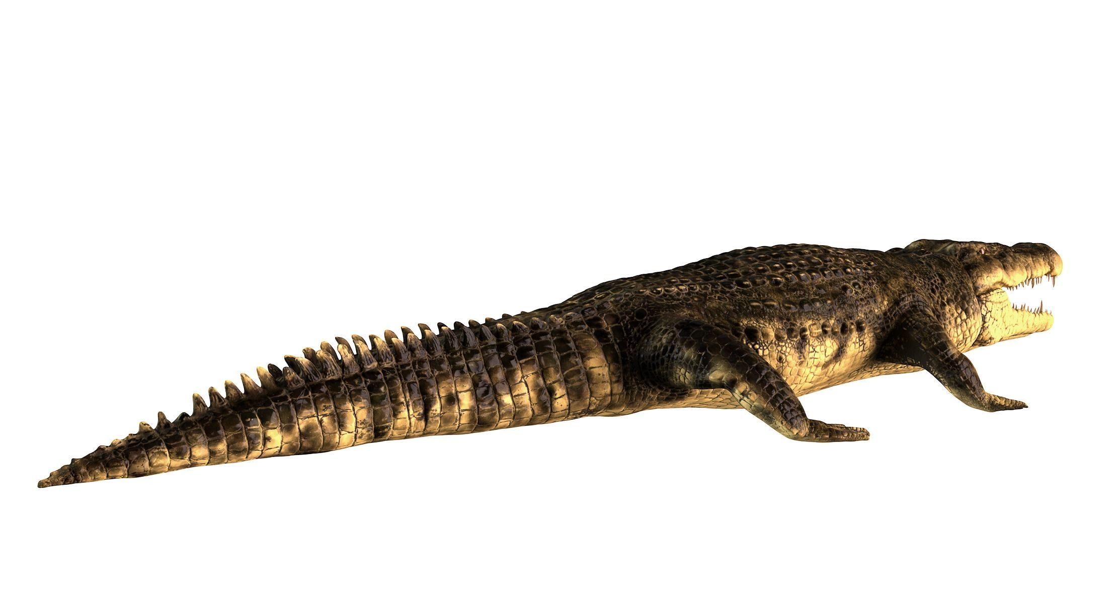 Crocodile alligator 3D model_6