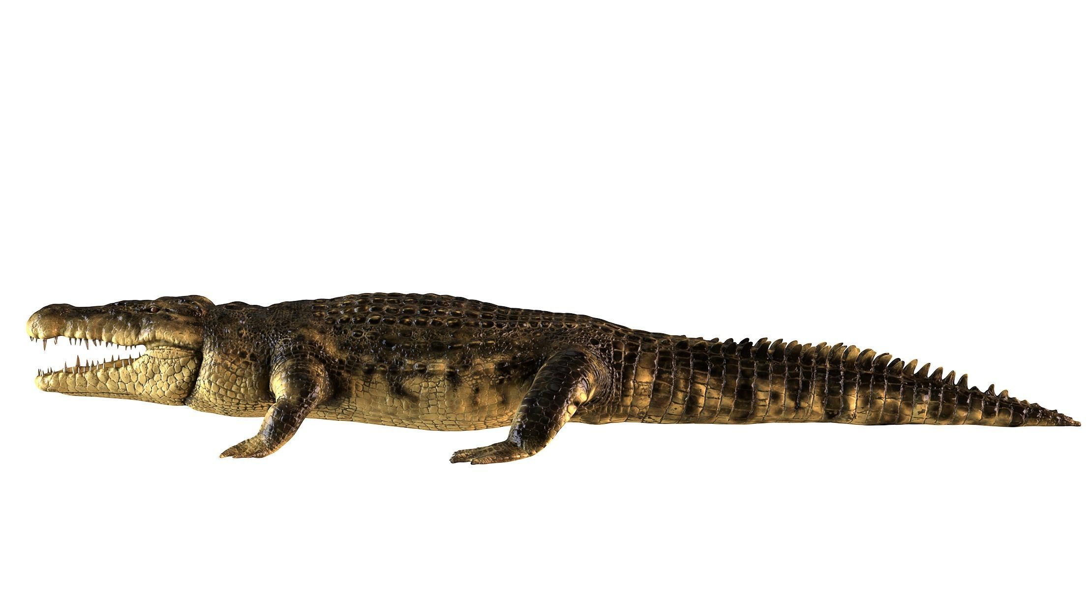 Crocodile alligator 3D model_1