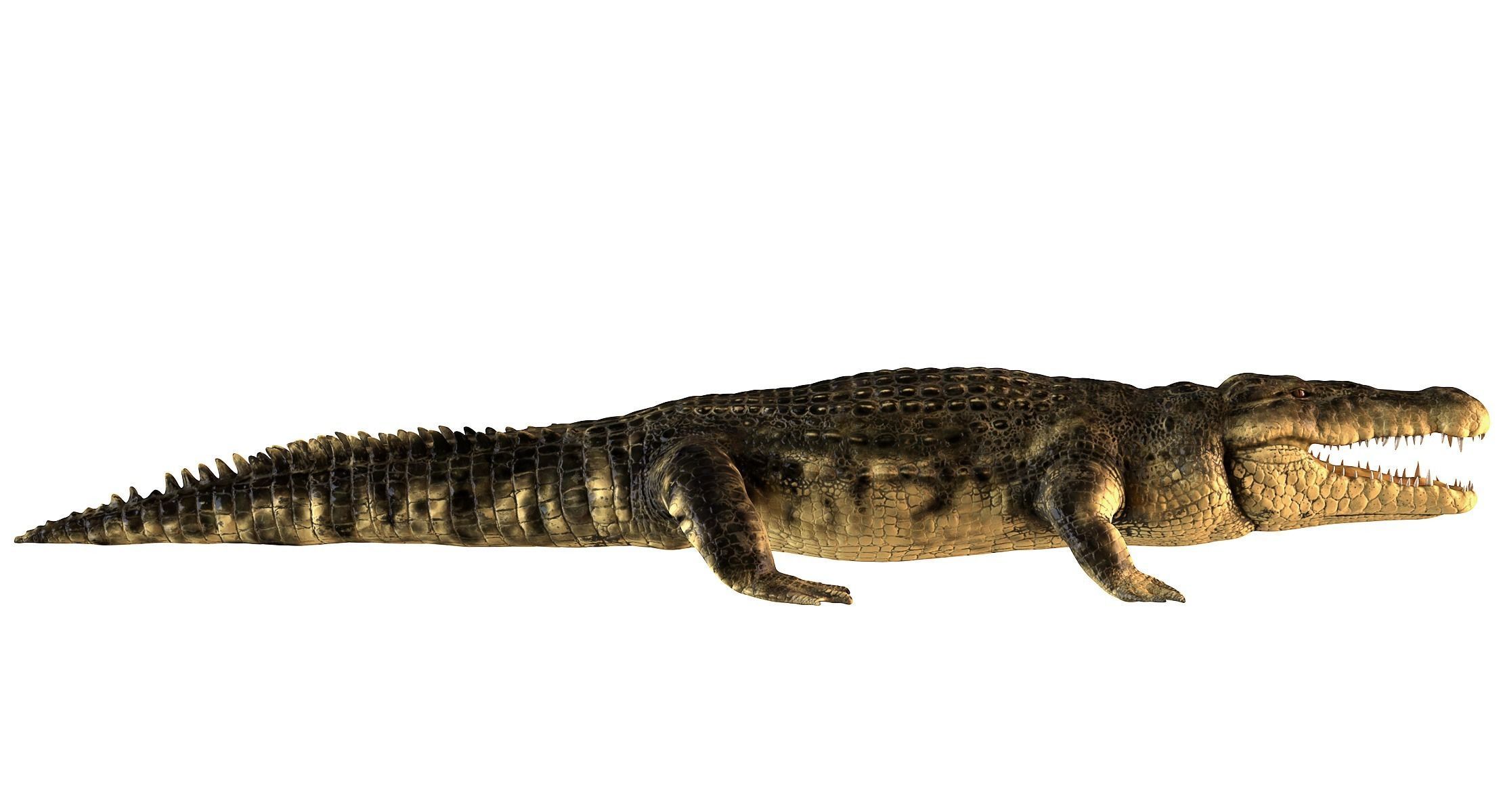 Crocodile alligator 3D model_5