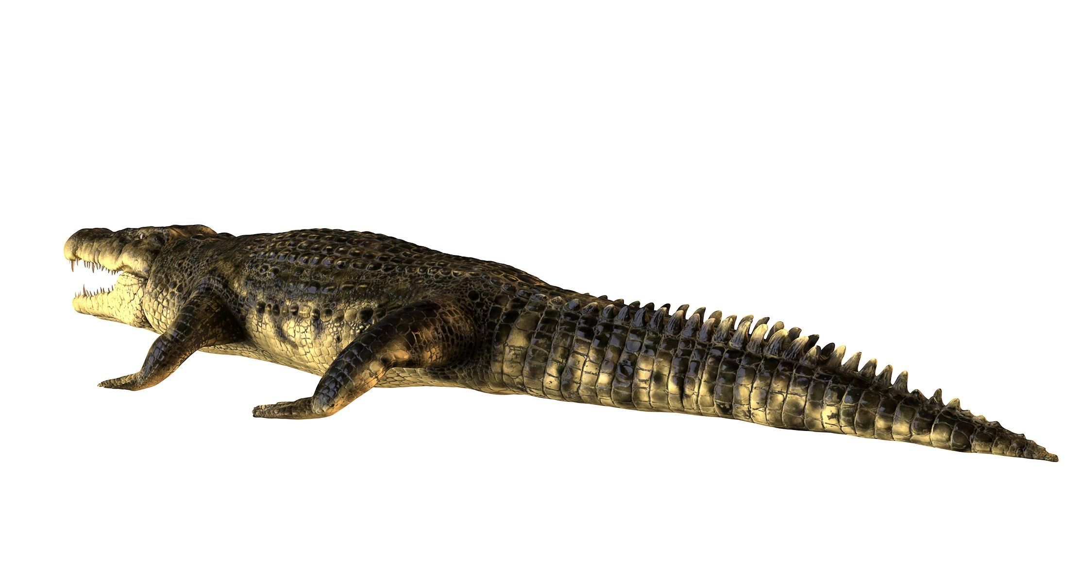 Crocodile alligator 3D model_8