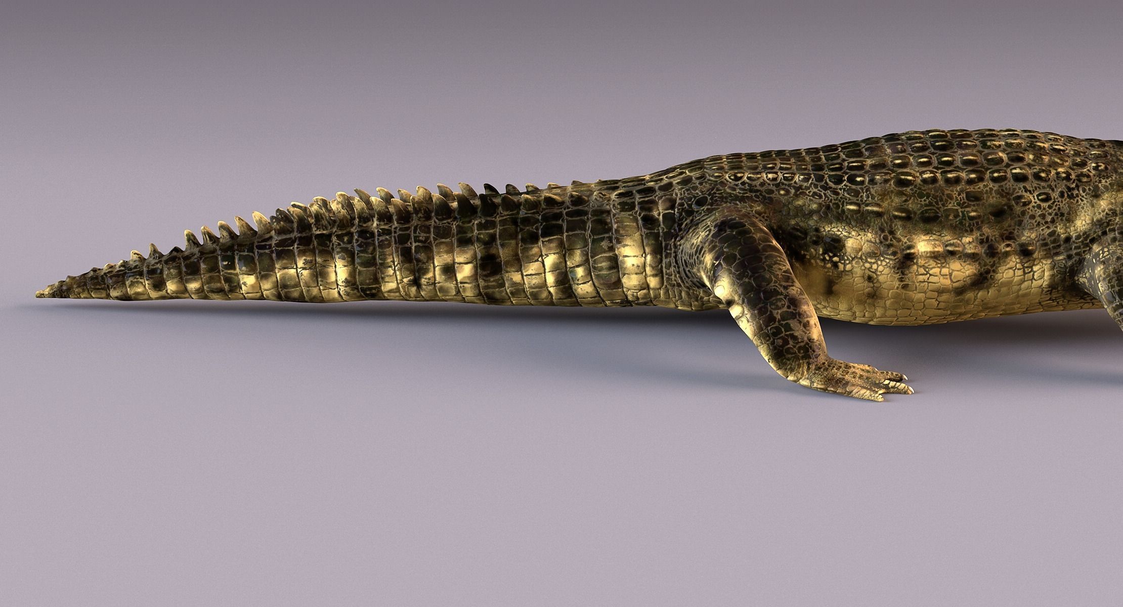 Crocodile alligator 3D model_12