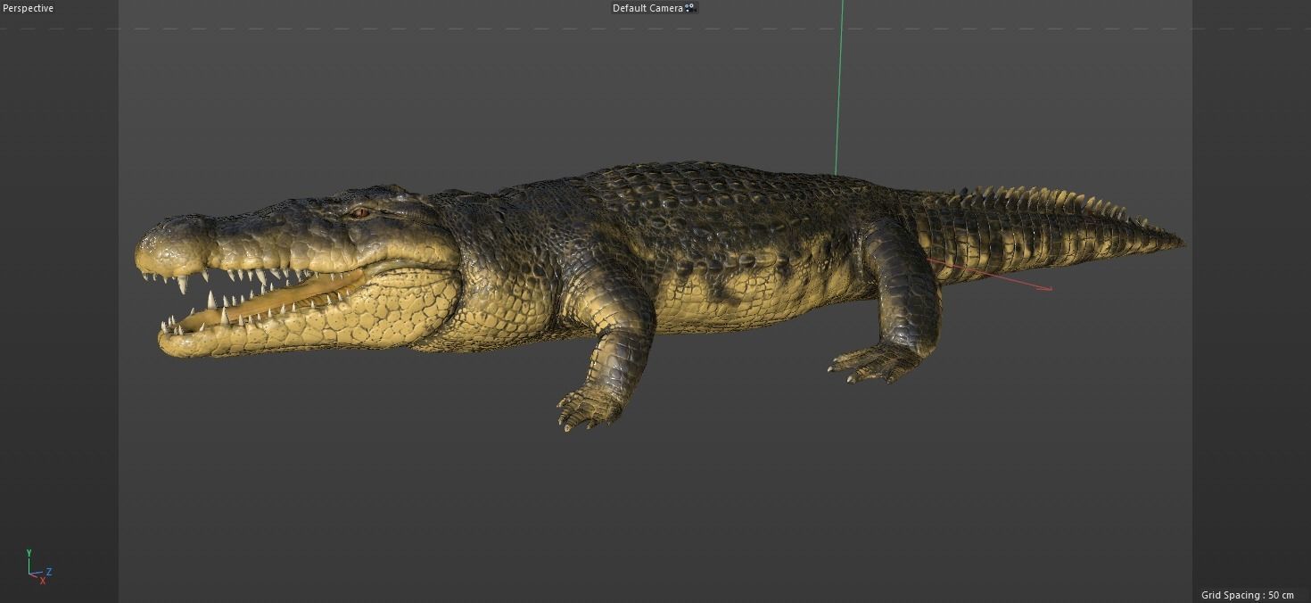 Crocodile alligator 3D model_13