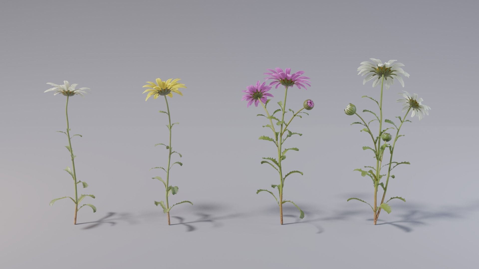3d Blooming wildflowers collection Vol01 _22