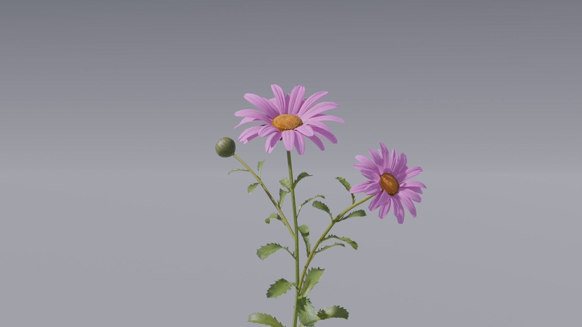 3d Blooming wildflowers collection Vol01 _20