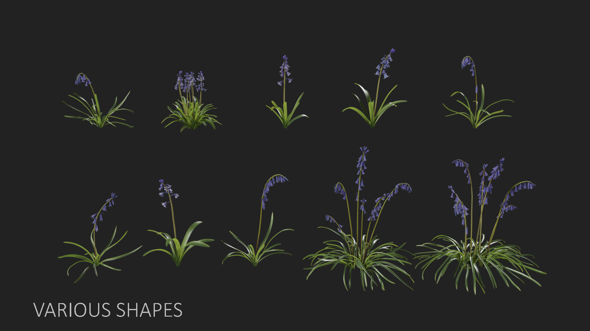 3d Blooming wildflowers collection Vol01 _5