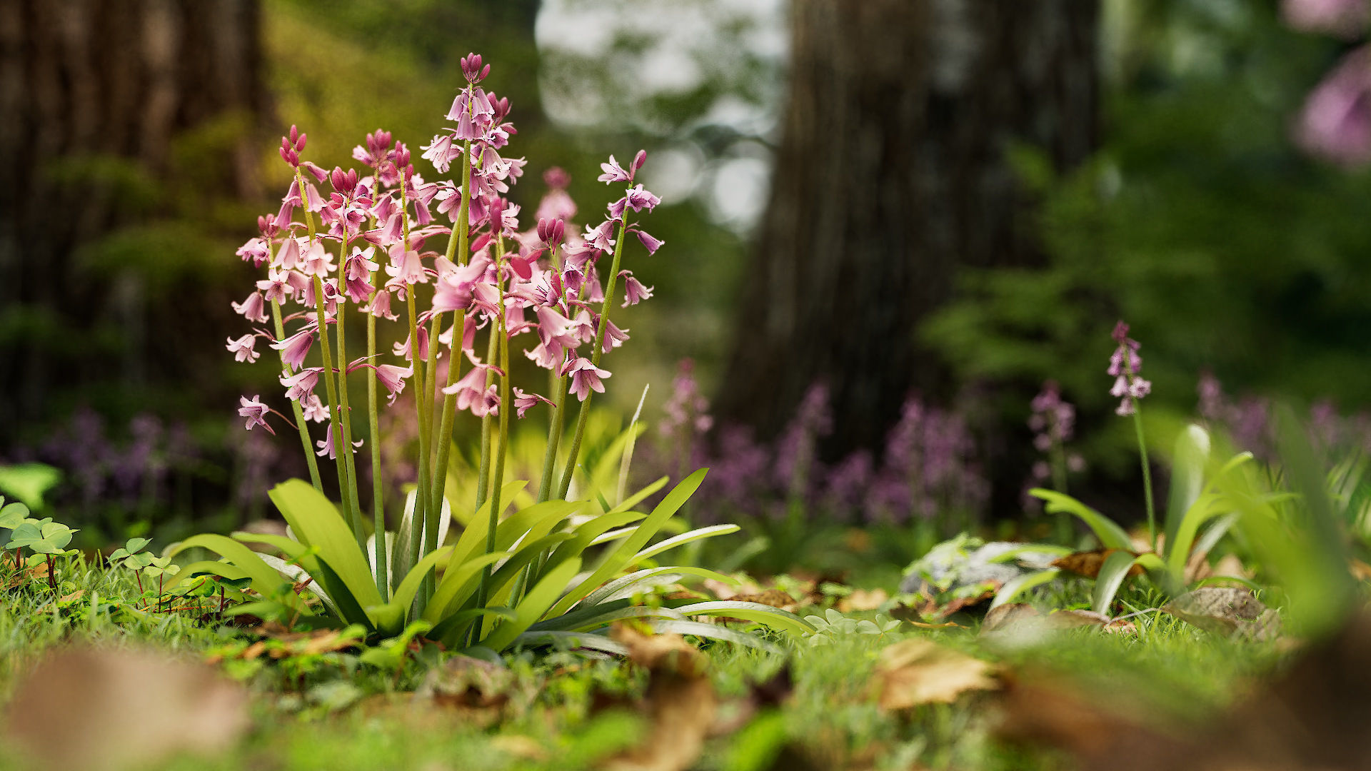 3d Blooming wildflowers collection Vol01 _3