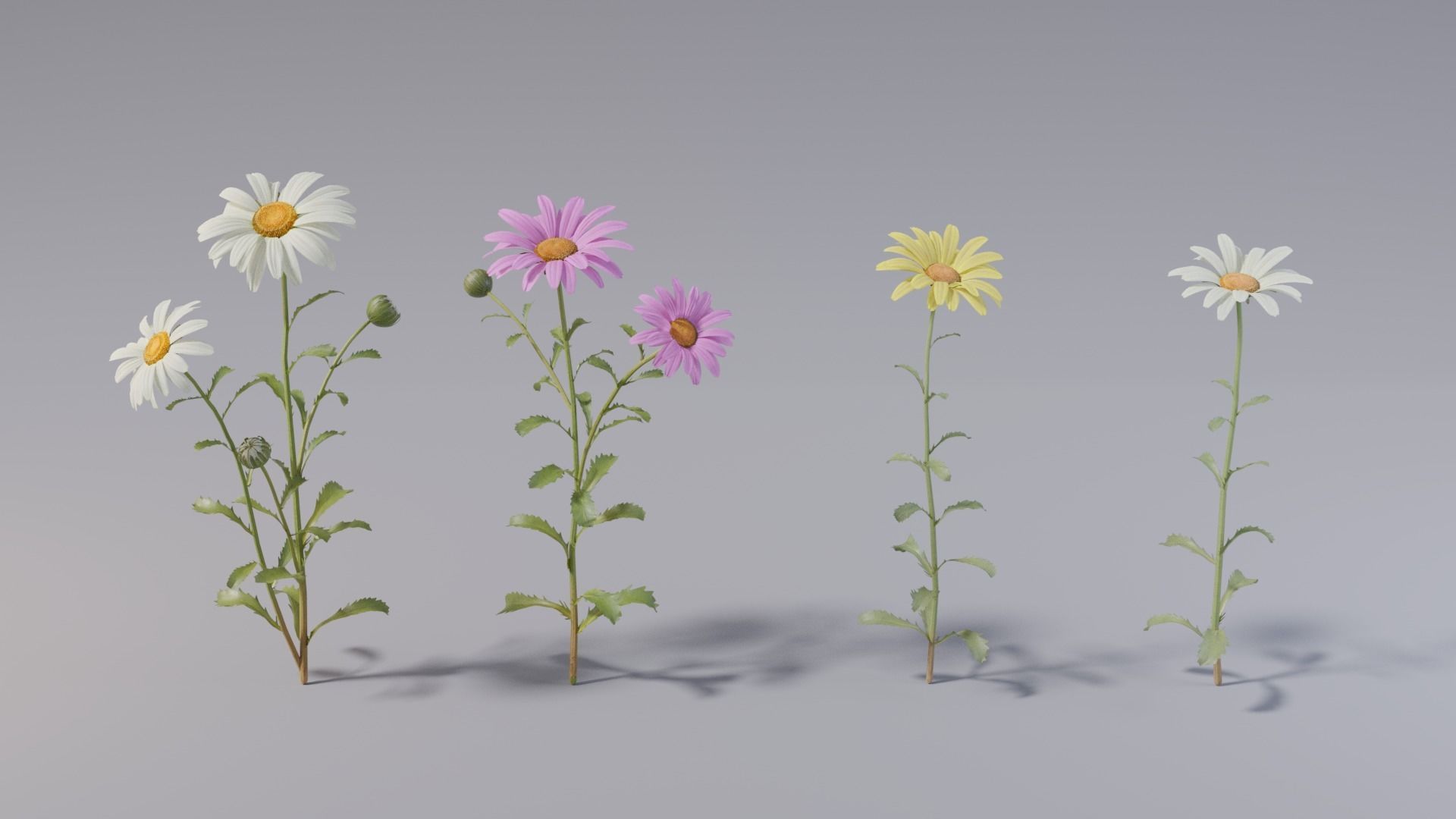 3d Blooming wildflowers collection Vol01 _23