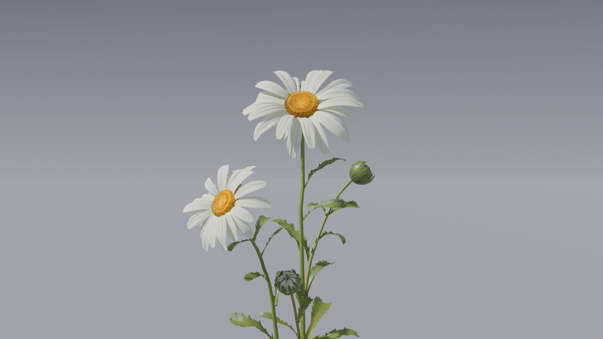 3d Blooming wildflowers collection Vol01 _21