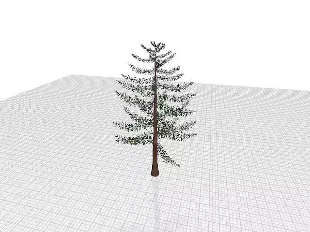 evergreen tree