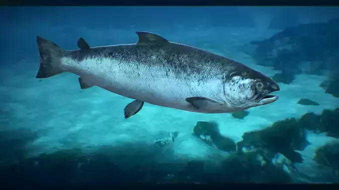 Salmon fish Low-poly 3D model