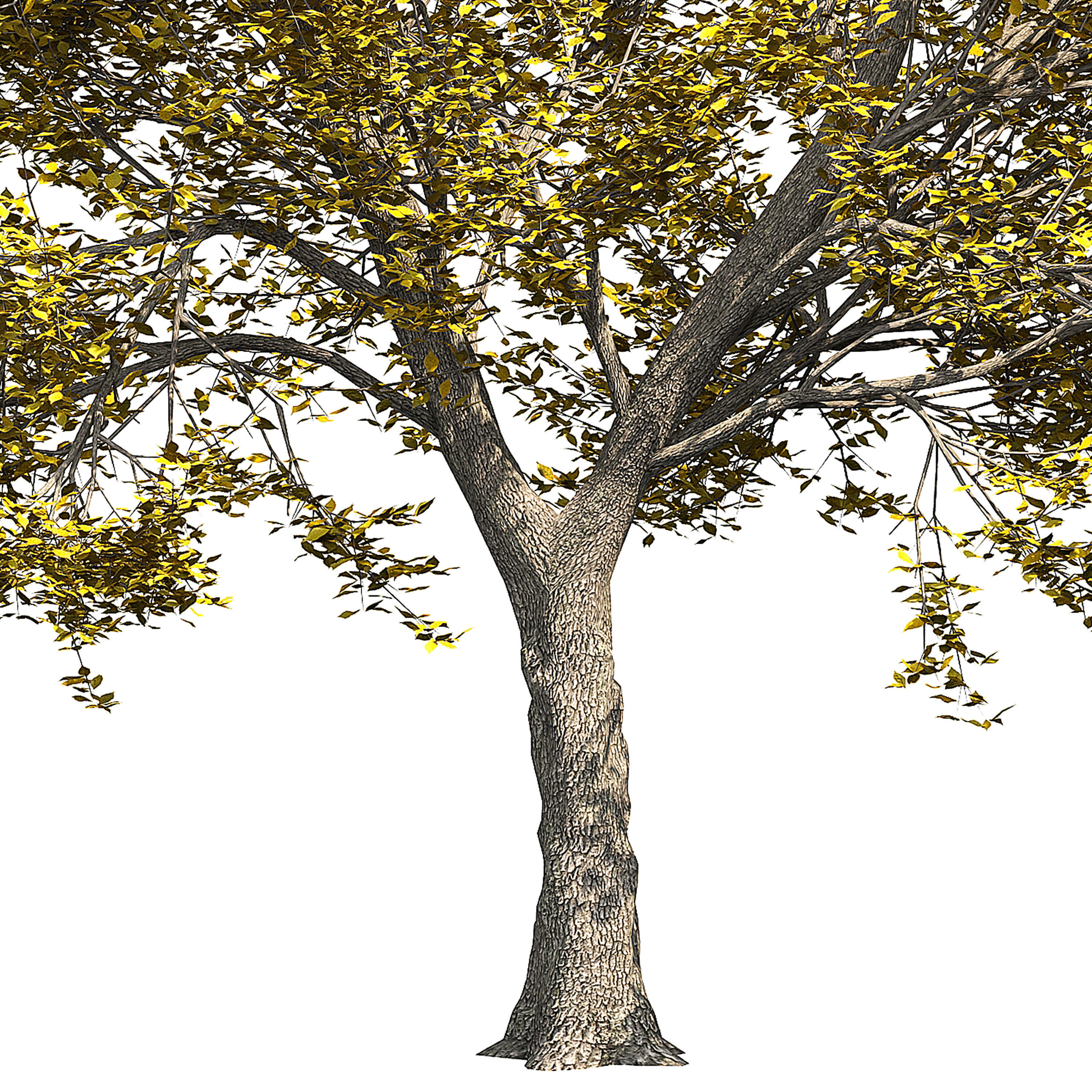 Ash-tree tree with leaves 3D model_2