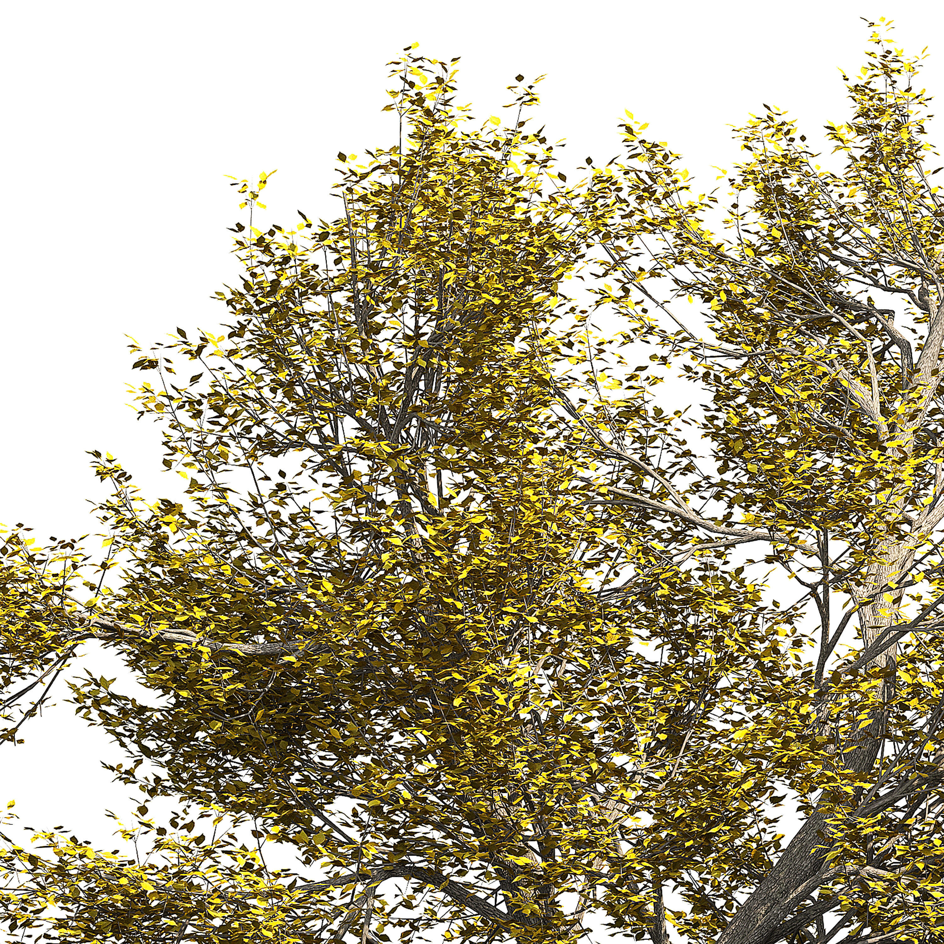 Ash-tree tree with leaves 3D model_1