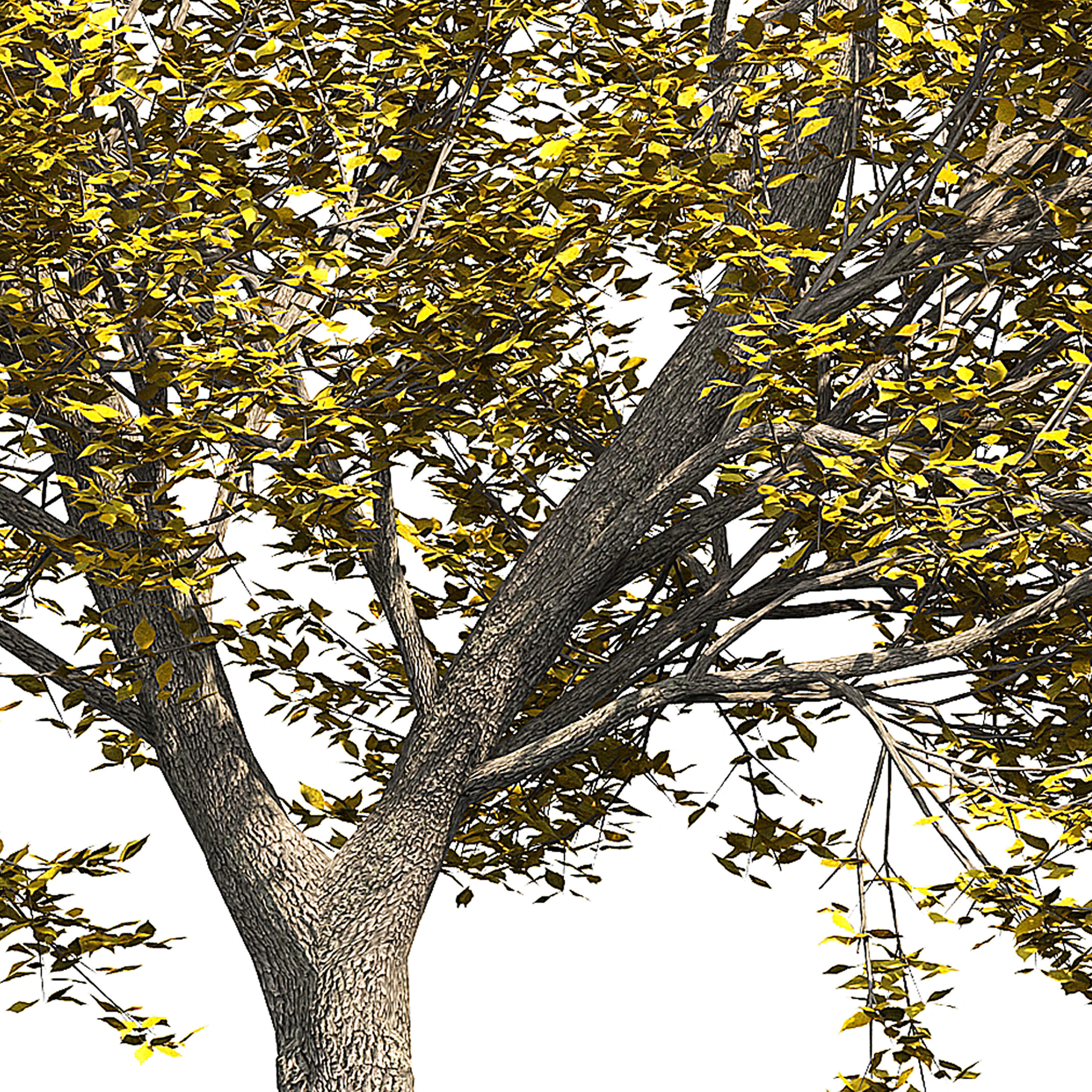 Ash-tree tree with leaves 3D model_3