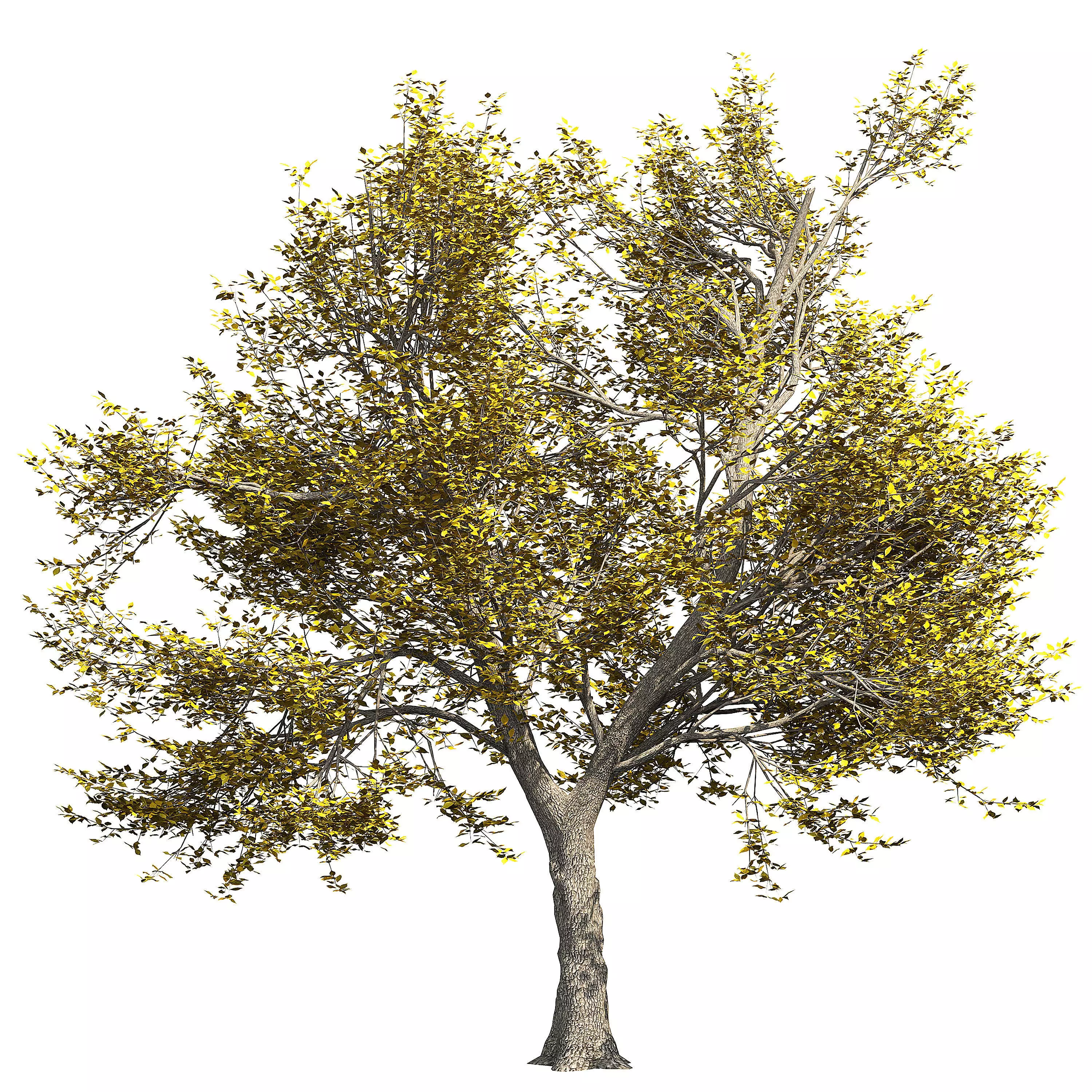 Ash-tree tree with leaves 3D model_0