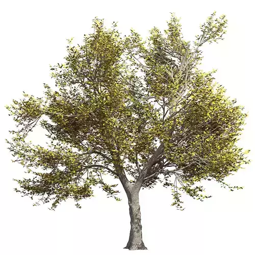 Ash-tree tree with leaves 3D model