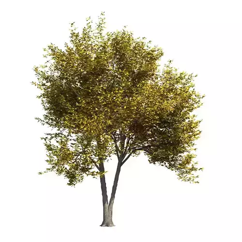 Ash-tree 3 tree with leaves 3D model